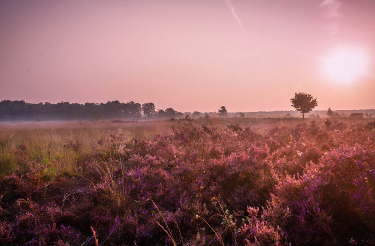 Leuke tips voor een groepsweekendje weg op de Veluwe