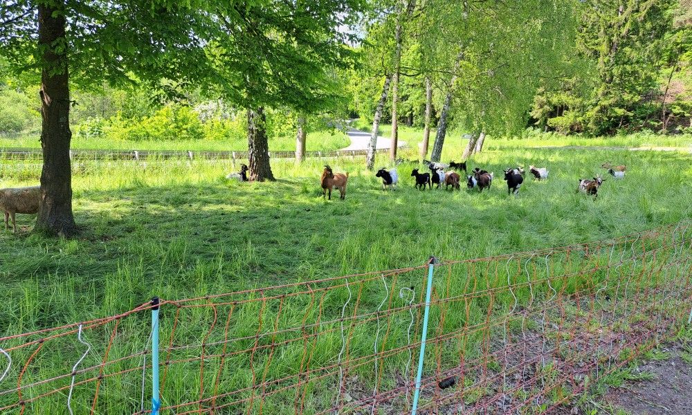 Unterkunft 0280103 - Ferienhaus Sauerland - Am Sternberg Frankenau