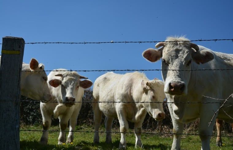 Verblijf 03815701 - Vakantiewoning Auvergne - Vakantiehuisje in Espinasse