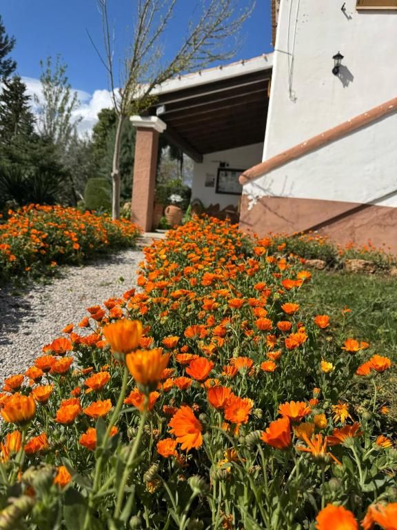 Verblijf 17414106 - Vakantiewoning Andalusie - Complejo Rural Ibipozo