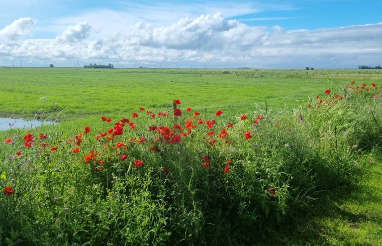 Prachtige bloemenweide nabij Vakantiehuis in Nijemirdum, omgeven door Friese natuur.