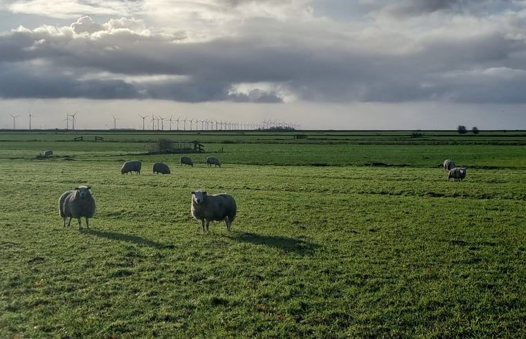 Schapen in de weide nabij Vakantiehuis in Nijemirdum, omgeven door Friese natuur.