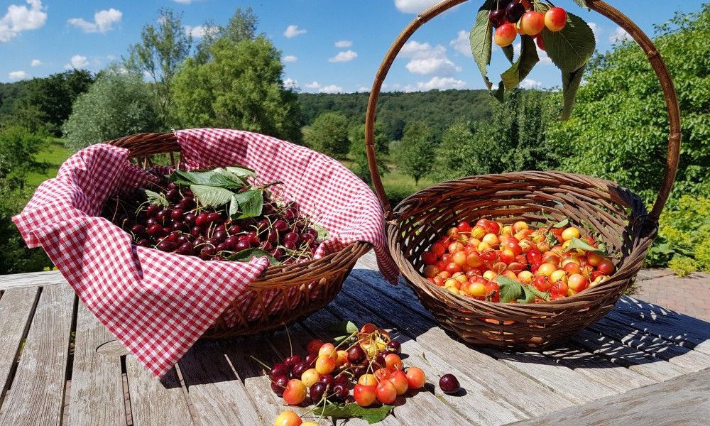 Guest house 390509 - Apartment Zuid Limburg - Buitenverblijf 't Herfse