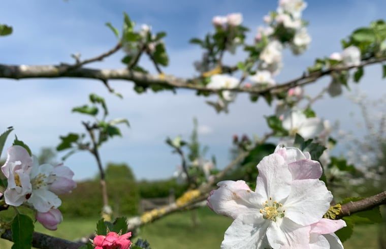Unterkunft 426904 - Ferienhaus Hart van Brabant - Vakantiehuisje in Boxtel