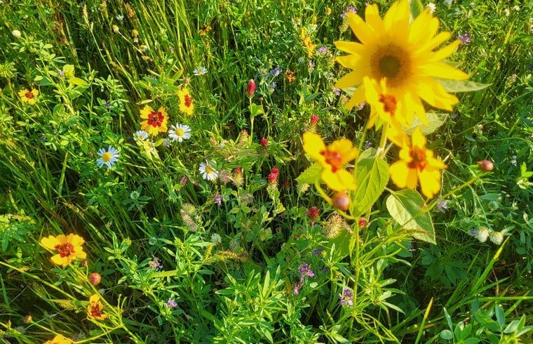 Kleurrijke bloemen in de tuin van Huisje in Beers, vakantiehuis in Beers NB, voor een natuurlijke sfeer.