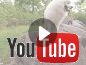 Video verblijf 170103 • Vakantiewoning Zuidwest Drenthe • Bungalow Diever - Countryhouse Moshannon 