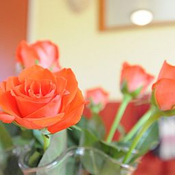 Fresh roses in Anja Hoeve Texel, Den Hoorn, vacation home, create a warm and inviting atmosphere.