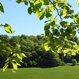 Geniet van de groene natuur rondom Vakantiehuis in Diemelsee-Flechtdorf, Hessen, Duitsland, met een prachtig uitzicht op het bos.