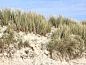 Guest house 031592 • Fixed travel trailer Terschelling • Moai Fuort (nabij Bos & Duin)  • 4 of 23