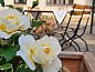 Guest house 17802901 • Holiday property Saxony • Pension Marlis  • 10 of 26
