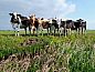 Verblijf 2620302 • Vakantiewoning Het Friese platteland • Huisje in Tersoal  • 9 van 26
