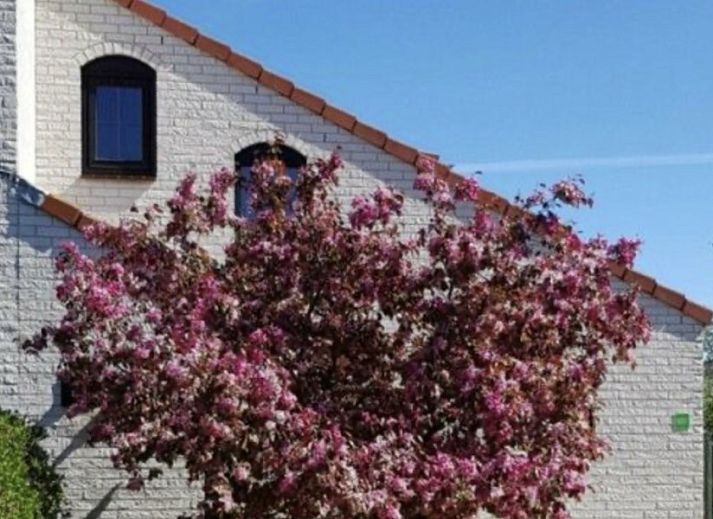 Ferienperle vakantiehuis met bloeiende boom in De Cocksdorp, Texel, Waddeneilanden.