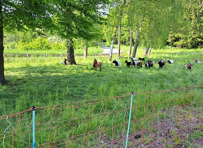 Unterkunft 0280103 - Ferienhaus Sauerland - Am Sternberg Frankenau