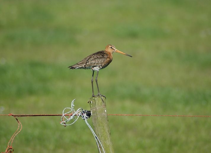 Guest house 030373 - Chalet Terschelling - De Branding