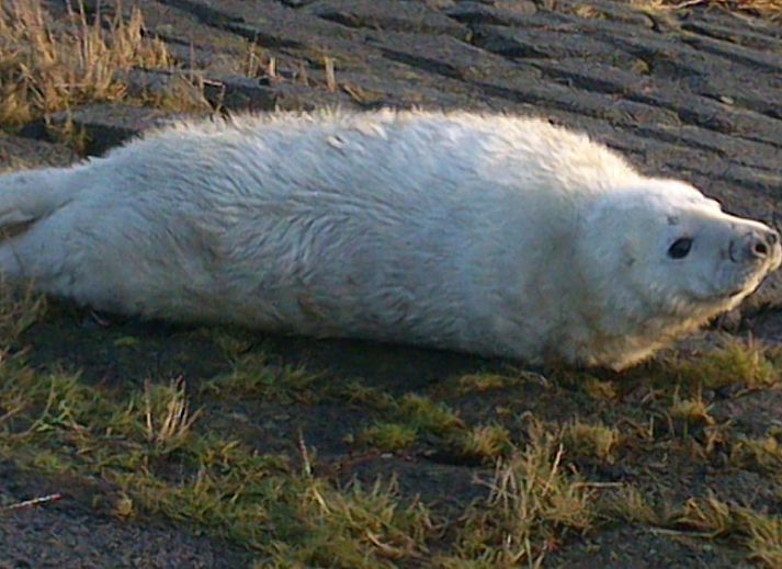 Guest house 030373 - Chalet Terschelling - De Branding