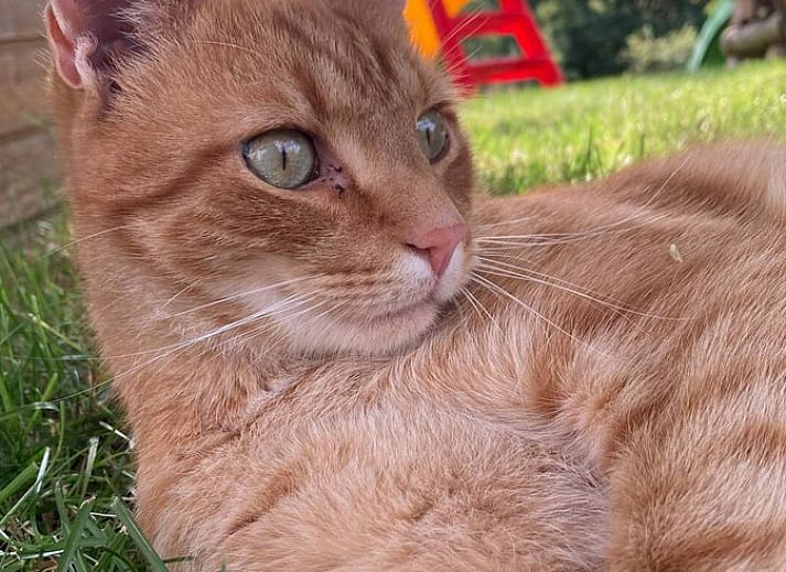 Geniet van het prachtige uitzicht op de natuur vanuit Vakantiehuis in Leinefelde-Worbis, gelegen in het groene Thuringen, Duitsland.