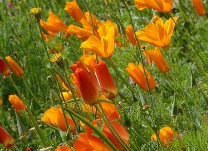 Gezellige binnenruimte van Vakantiehuisje in Espinasse, Auvergne, met rustieke stenen muren en houten interieur.