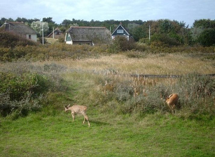 Verblijf 040474 - Vakantiewoning Ameland - Aurora