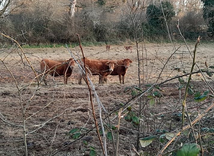 Verblijf 04517510 - Vakantiewoning Centre - Huisje in Lignac