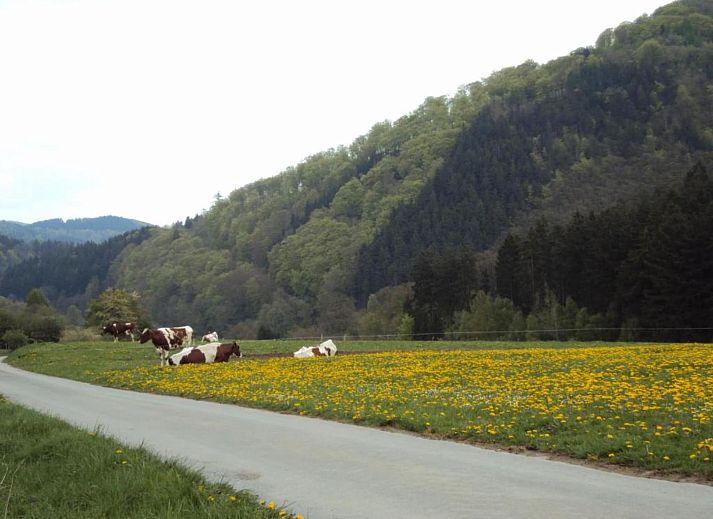 Verblijf 095109428 - Appartement Sauerland (Winterberg) - Am Weiher