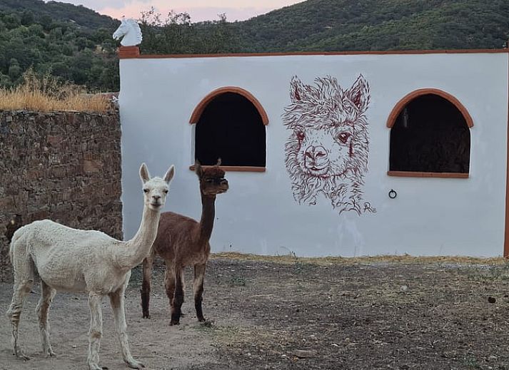 Verblijf 14139301 • Vakantiewoning Andalusie • Vakantiehuis in Montoro