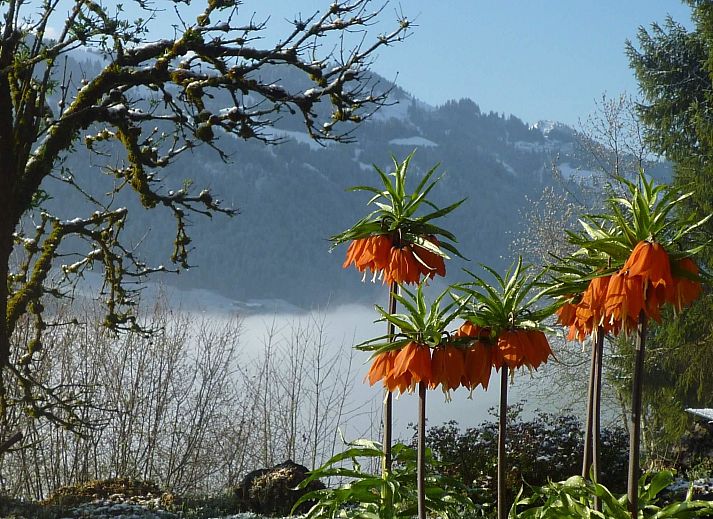 Unterkunft 1806301 - Appartement Berner Oberland - Appartement Auf der Mauer