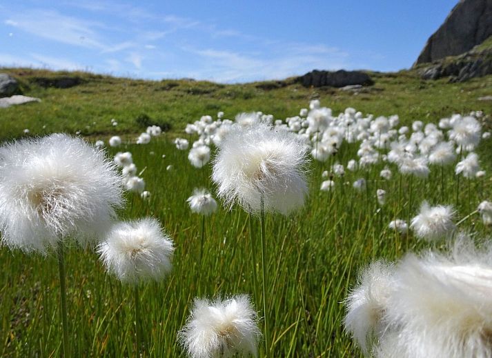 Verblijf 1841302 - Appartement Wallis / Valais - Appartement LuxLax 2. OG Süd