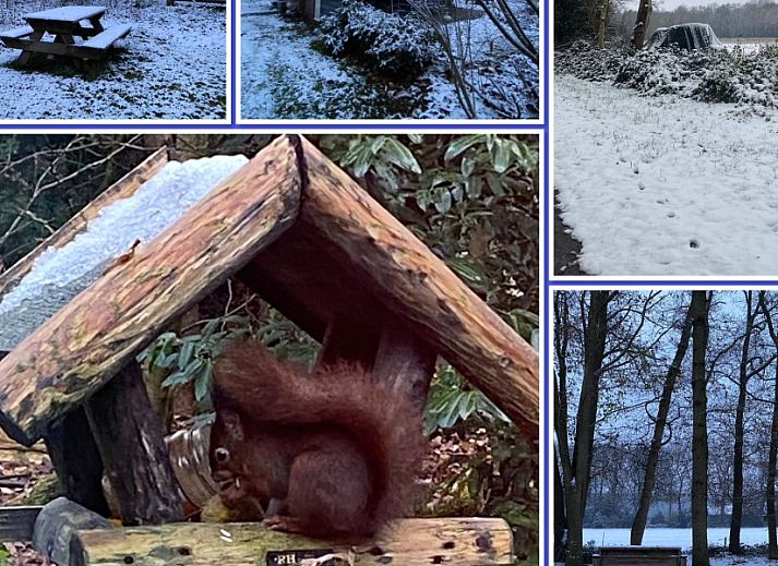 Uitzicht op weiland met paarden bij huisje in Ruinen, vakantiehuis in Drenthe.