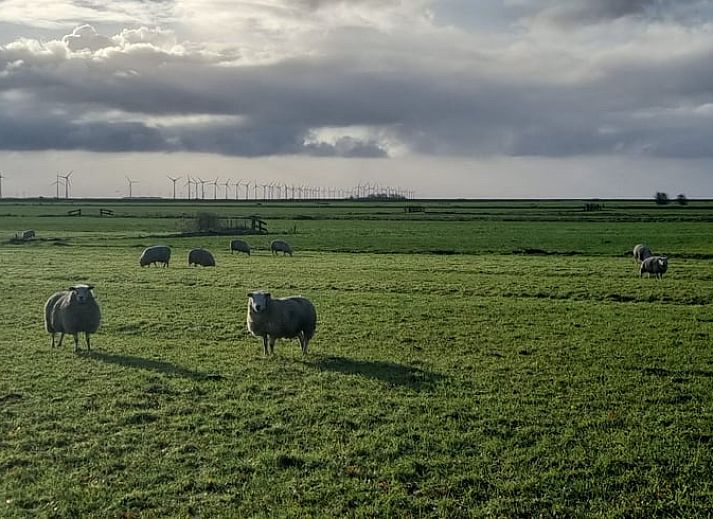Buitenruimte van Vakantiehuis in Nijemirdum, met tuin en terras in Friesland.