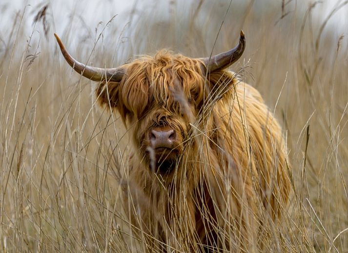 Eetruimte in Chalet2rent Lauwersmeer, Anjum, met sfeervolle verlichting en een ruime tafel voor gezellige maaltijden.