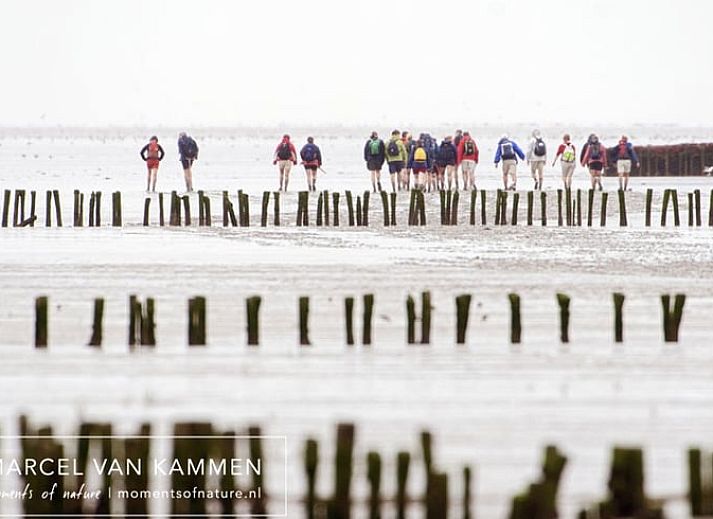 Guest house 264603 - Holiday property Het Friese platteland - Huisje in Twijzelerheide