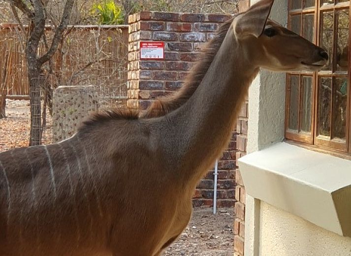 Geniet van de stijlvolle woonkamer en keuken van Ons Blyplek vakantiehuis in Marloth Park, Mpumalanga, vlakbij het Kruger Park in Zuid-Afrika.