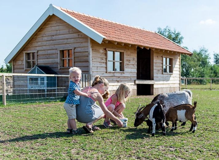 Verblijf 385406 - Vakantiewoning Noord Limburg - Huisje in Evertsoord
