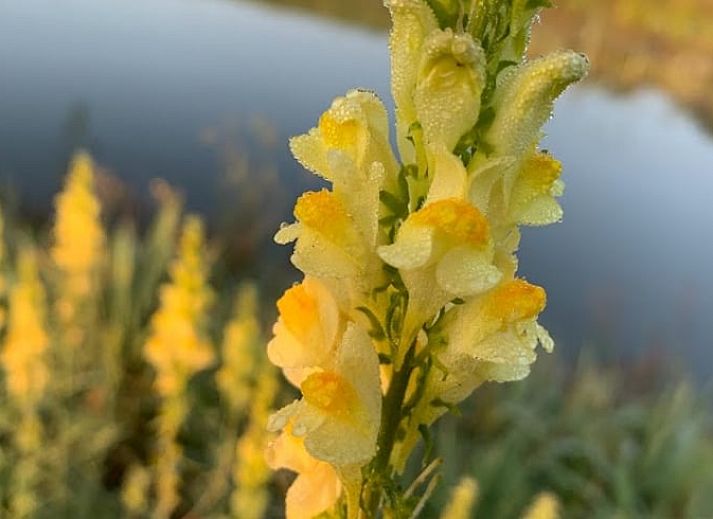 Unterkunft 426904 - Ferienhaus Hart van Brabant - Vakantiehuisje in Boxtel