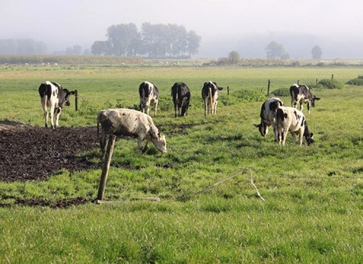 Comfortable terrace at boerderijhuisje.nl in Luttenberg, vacation home in Salland, Overijssel surrounded by nature.