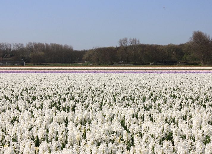 Guest house 6801294 - Chalet Noordzeekust - Boerderij Puik en Duin Noordwijk 