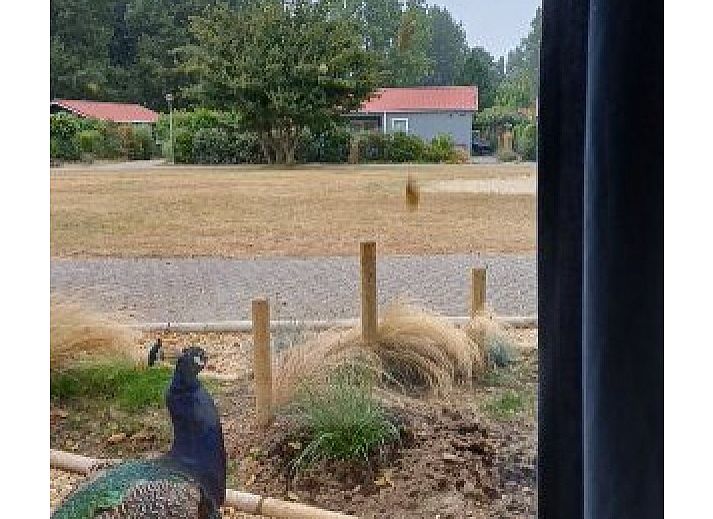 Pinquin 31 chalet in Rockanje met moderne gevel en ruime veranda, ideaal voor een ontspannen vakantie in Voorne Putten, Zuid-Holland.