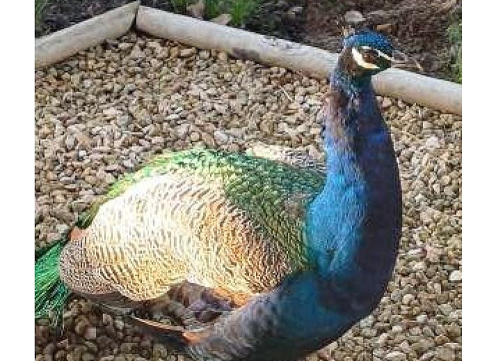 Landschappelijk aangelegde tuin bij Pinquin 31 vakantiehuis in Rockanje, met siergrassen en privacy in Voorne Putten, Zuid-Holland.