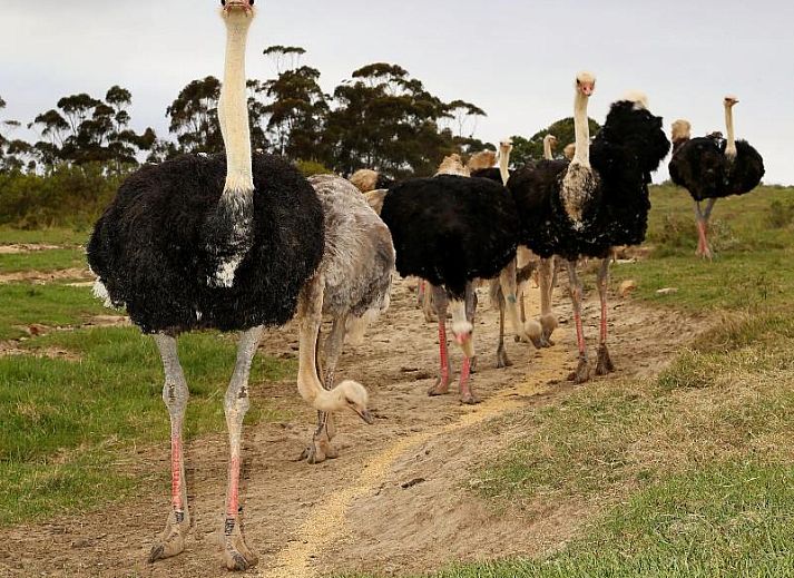 Verblijf 9627202 - Vakantiewoning West-Kaap - Skeiding Guest Farm