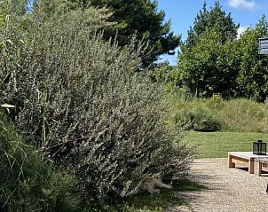 Natuurlijke omgeving bij Luxe 8 persoons Golf Villa Texel in De Cocksdorp met weelderige begroeiing en rustige sfeer, nabij de kust.