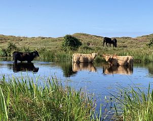 Guest house 010236 - Holiday property Texel - De Prins / Jonker / Jonkvrouw