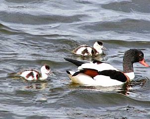 Guest house 010306 - Apartment Texel - De Kemphaan: Studio