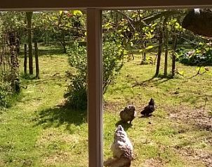 Guest house 010610 - Bungalow Texel - De Fazant