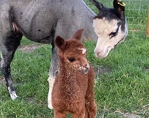 Verblijf 010828 - Vakantiewoning West-Vlaanderen - De Sint-Antoniushoeve