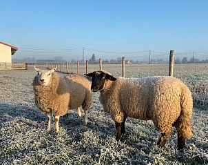 Schattige pony in de stallen van De Finesse vakantiehuis in Koekelare-Bovekerke, West-Vlaanderen.