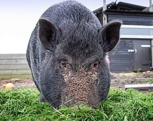 Guest house 0113389 - Holiday property Texel - Wulpenweid 14 Zeehond