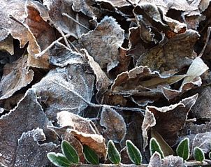 Guest house 0115003 - Holiday property West Flanders - Vakantiehuis in Pittem