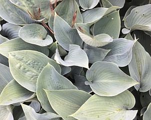 Guest house 0115003 - Holiday property West Flanders - Vakantiehuis in Pittem