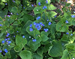 Guest house 0115003 - Holiday property West Flanders - Vakantiehuis in Pittem