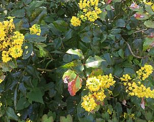 Guest house 0115003 - Holiday property West Flanders - Vakantiehuis in Pittem